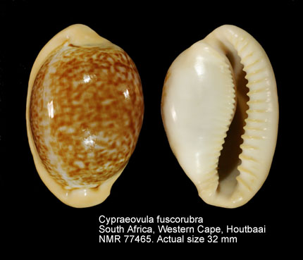 Cypraeovula fuscorubra (2).jpg - Cypraeovula fuscorubra(Shaw,1909)